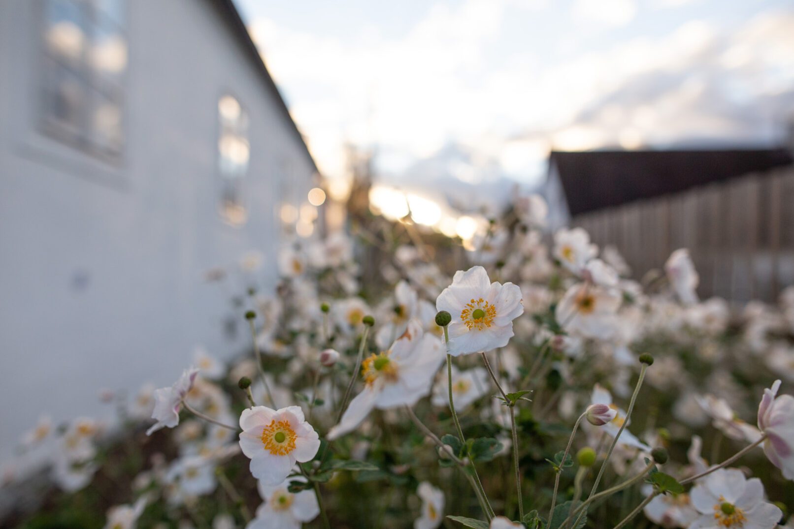 podzimní sasanky a umění v zahradě