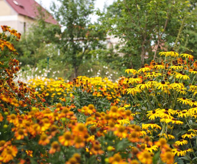 Malá městská zahrada v Třeboni - záplava žlutých a oranžových trvalek